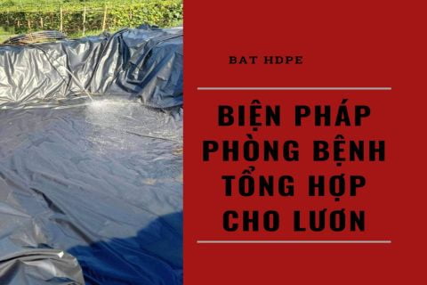 Biện Pháp Phòng Bệnh Tổng Hợp Cho Lươn