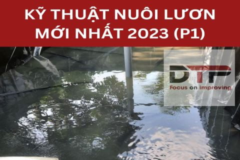 Kỹ Thuật Nuôi Lươn Mới Nhất 2023 