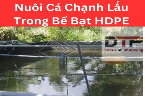 Nuôi Cá Chạch Lấu Trong Bể Bạt HDPE Bền Vô Đối