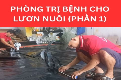 Phòng Trị Bệnh Cho Lươn Nuôi Phần 1