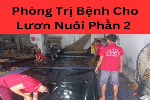 Phòng Trị Bệnh Cho Lươn Nuôi Phần 2