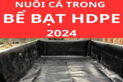 Nuôi cá trong bể lót bạt HDPE năm 2024