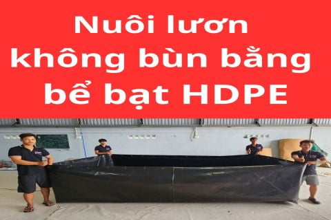 Hướng dẫn cách làm bể bạt HDPE nuôi lươn không bùn chi phí thấp