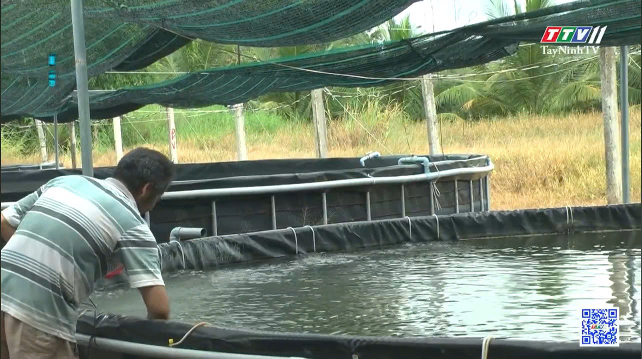 Kỹ thuật nuôi tôm càng xanh trong bể bạt tròn HDPE – Giải pháp hiệu quả cho nông dân Tây Ninh