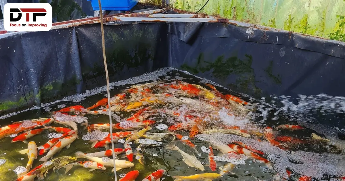 Bể bạt HDPE nuôi cá