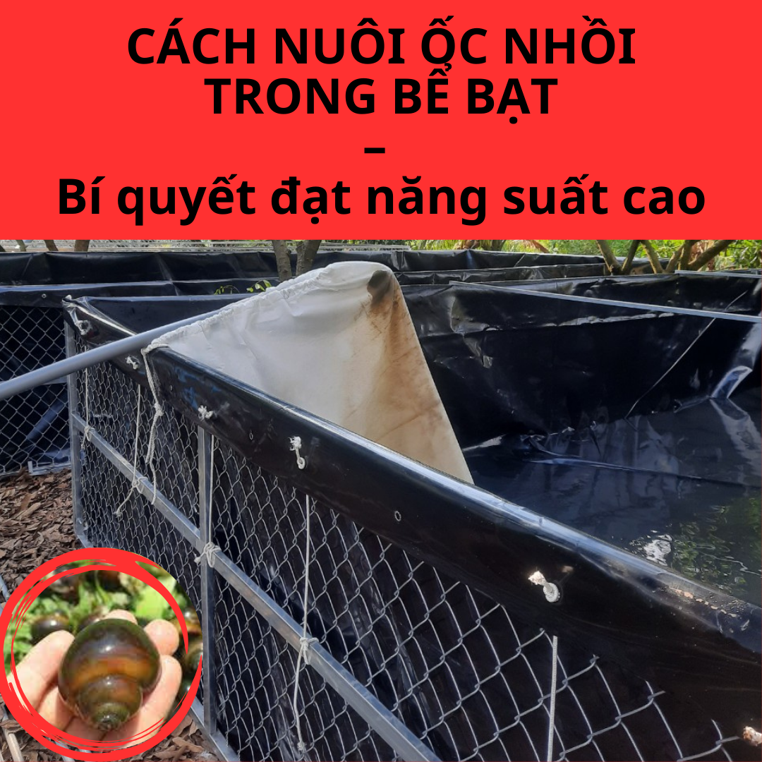 Cách nuôi ốc nhồi trong bể bạt HDPE - Bí quyết đạt năng suất cao