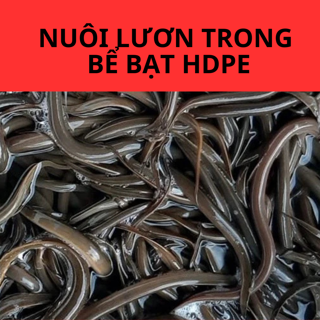 Nuôi lươn trong bể lót bạt HDPE - Hiệu quả 