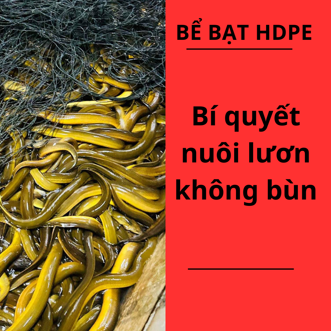 Bể Bạt HDPE: Bí Quyết Nuôi Lươn Không Bùn Hiệu Quả